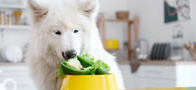 List of Vegetables Safe for Consumption by Dogs 