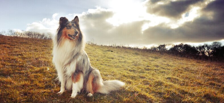 Long-Term Boarding for Dogs