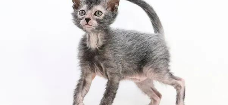 Lykoi Cat Arizona