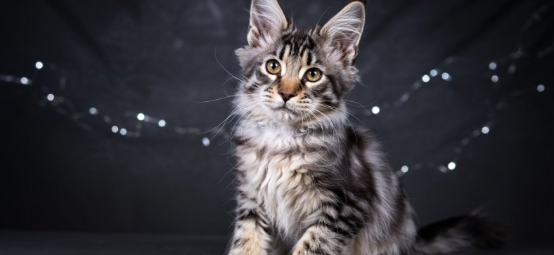 Lykoi_Maine_Coon_Mix.jpg