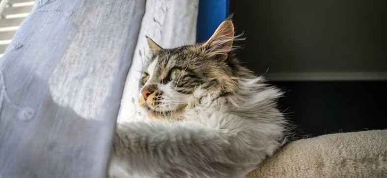 Maine_Coon_Health_Guide.jpg