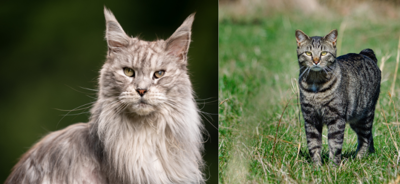 Maine Coon vs Manx