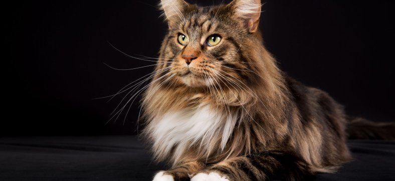 Maine Coon VS Manx - Petzooie