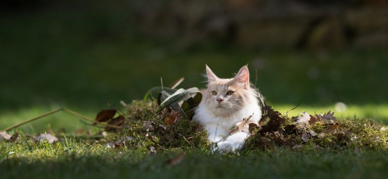 Can Maine Coon Cats Eat Pizza? 