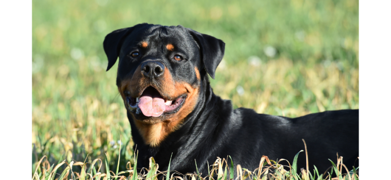 Male vs Female Rottweilers