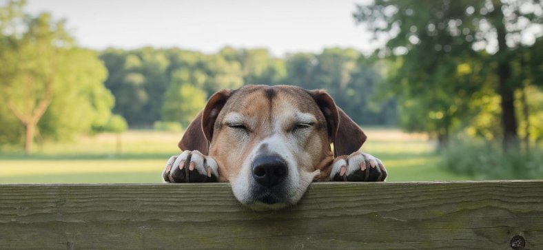 Mental Health in Dogs
