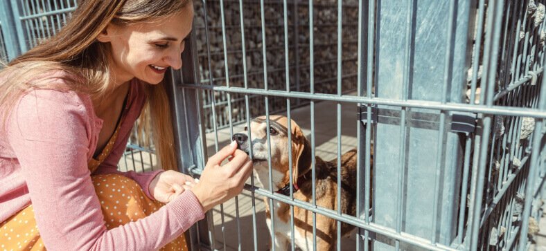 Are Animal Shelters Non-Profit - Petzooie