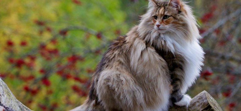 Maine Coon vs Norwegian Forest Cat