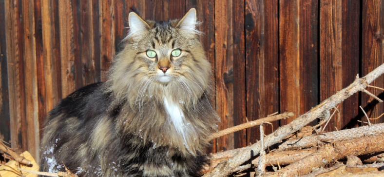 Norwegian Forest Cat Adoption 