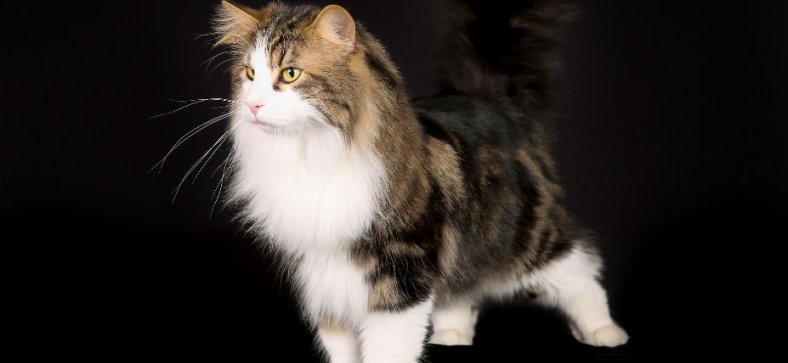 The Ultimate Guide to Norwegian Forest Cat Breeders: Finding Your Perfect Furry Friend