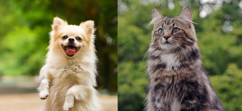 Norwegian Forest Cat vs Dog