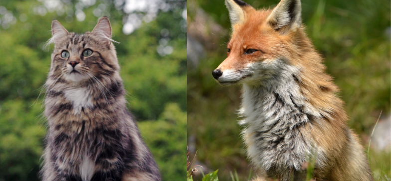 Norwegian Forest Cat vs Fox