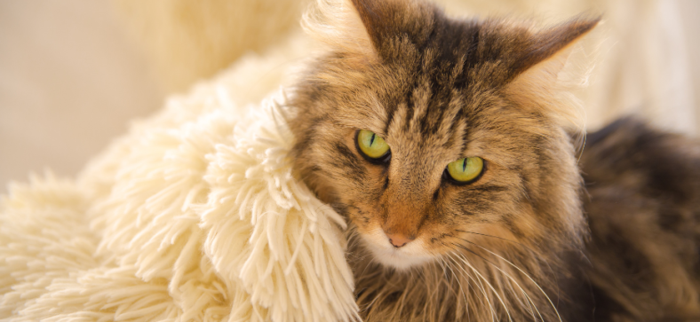 Norwegian forest cat size vs normal cat