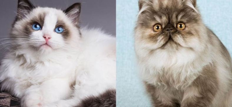 Persian vs Ragdoll Cats