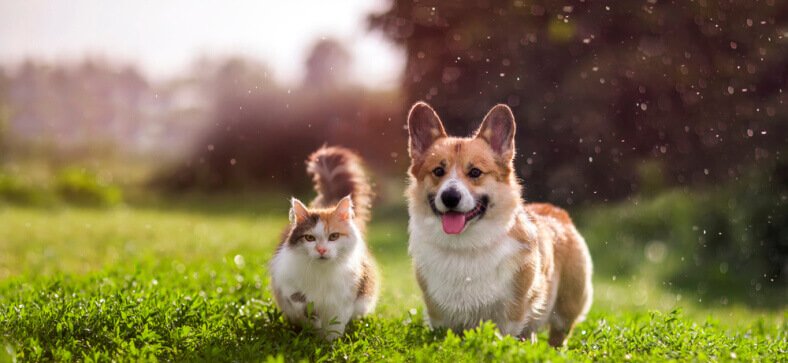Pet Parenting Tips