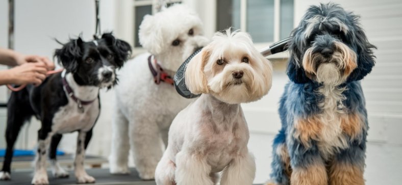 Petco_Grooming_Services.jpg