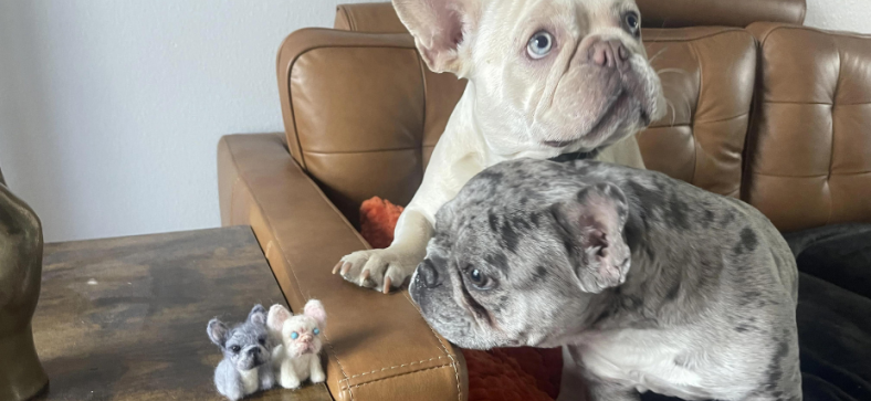 Platinum_vs_Cream_French_Bulldog.png