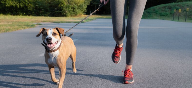 Private Dog Parks in the USA
