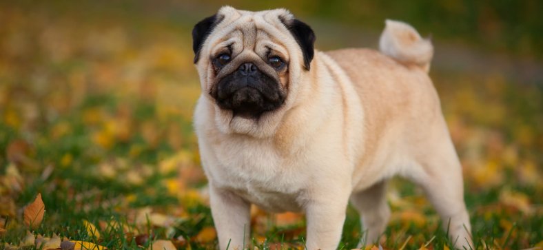 Why do Pugs Have Curly Tails