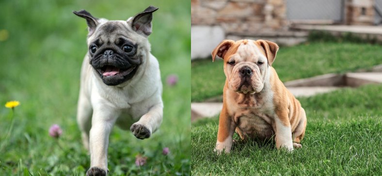 Pug VS Bulldog