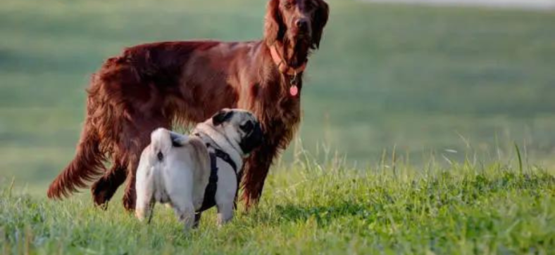 Pug or Irish Setter