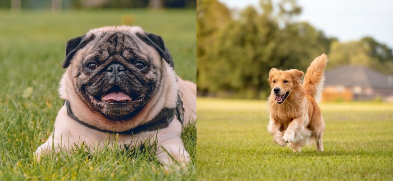 Pug vs Golden Retriever (A Comprehensive Breeds Comparison)