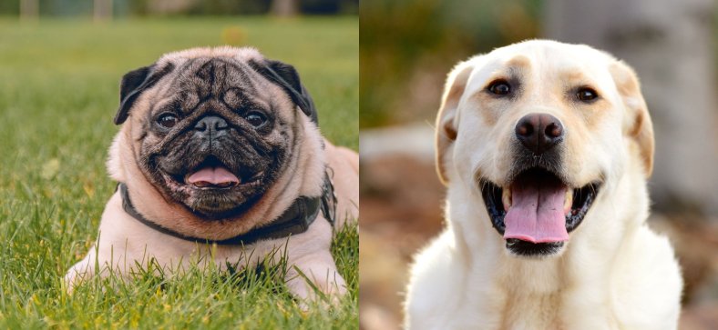 Pug vs Labrador Retriever