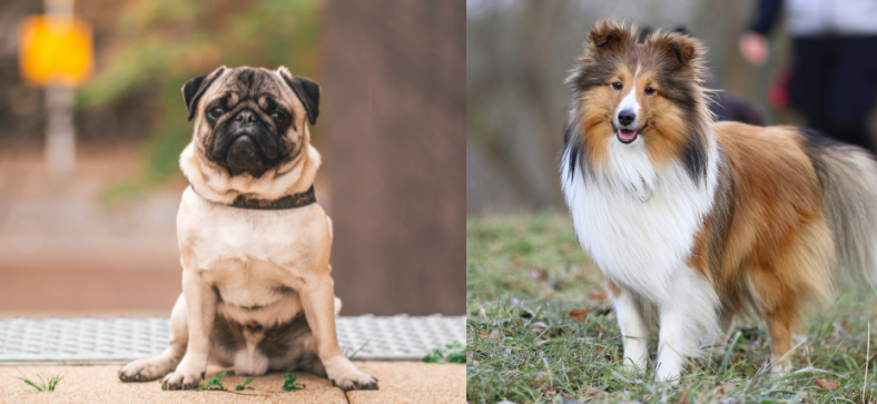 Pug vs Shetland Sheepdog