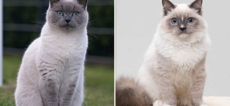 Ragdoll vs Balinese Cats