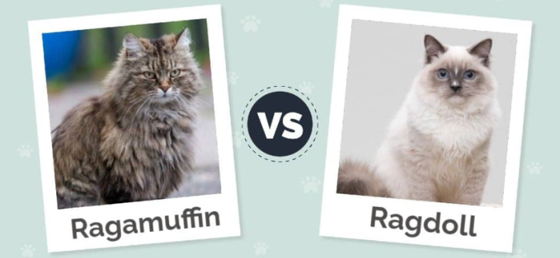 Ragdoll vs Ragamuffin Cats