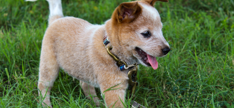 Red Heelers