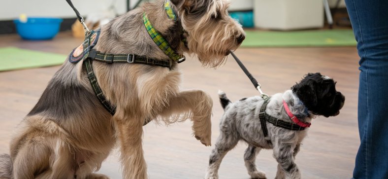 Are Rescue Dogs Harder to Train Than Puppies? 