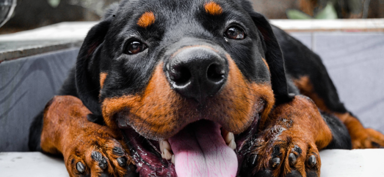 Rottweiler Coat Care Routine