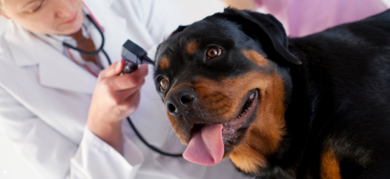 Rottweiler Ear Care