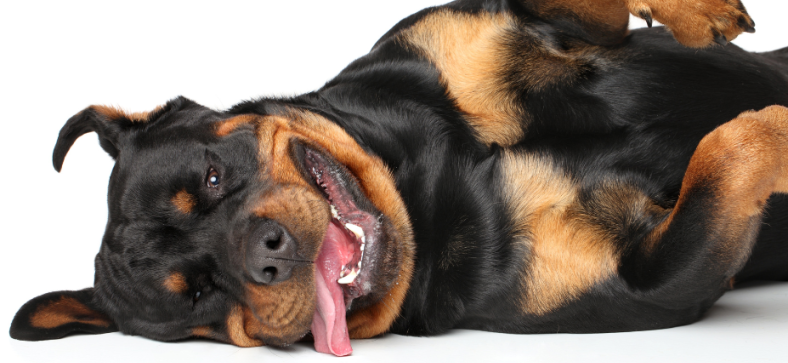 Rottweiler Grooming Schedule