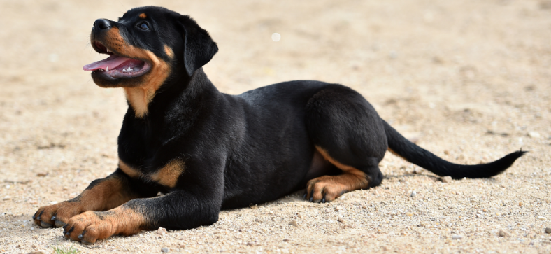 Rottweiler Intelligence Ranking