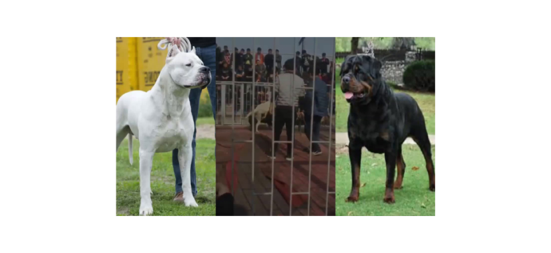 Rottweiler vs. Argentine Dogo