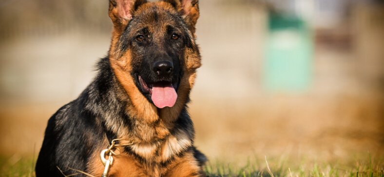 Scary dog breeds