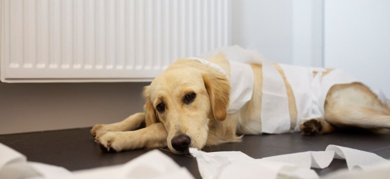 Signs of Bad Gut Health in Dog