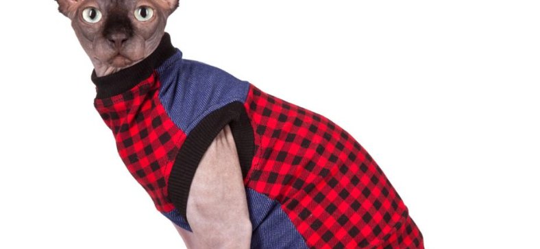 Sphynx Cat Clothes