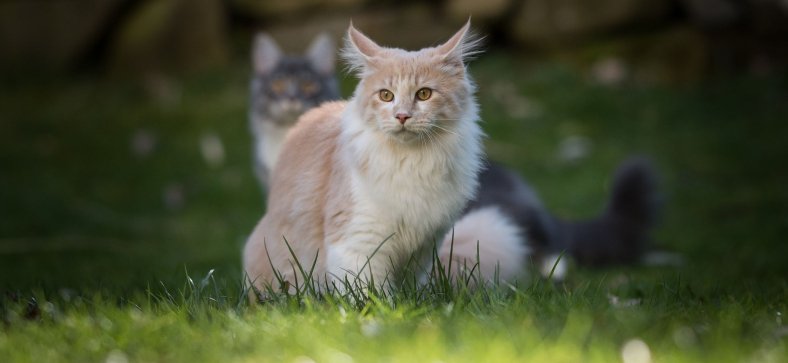 Do Maine Coons Have Sensitive Stomach?