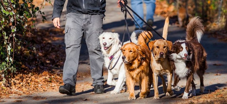Top 10 High-Demand Jobs in the Pet Industry