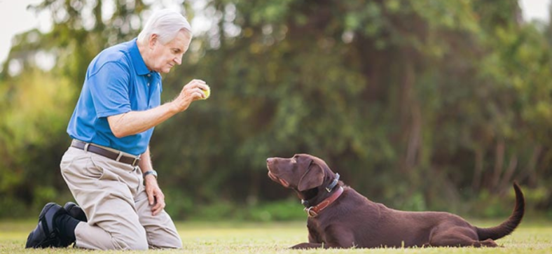 Top 10 Obedient Dog Breeds vs. Challenging Ones