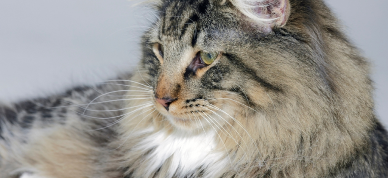 Norwegian Forest Cat Male Names