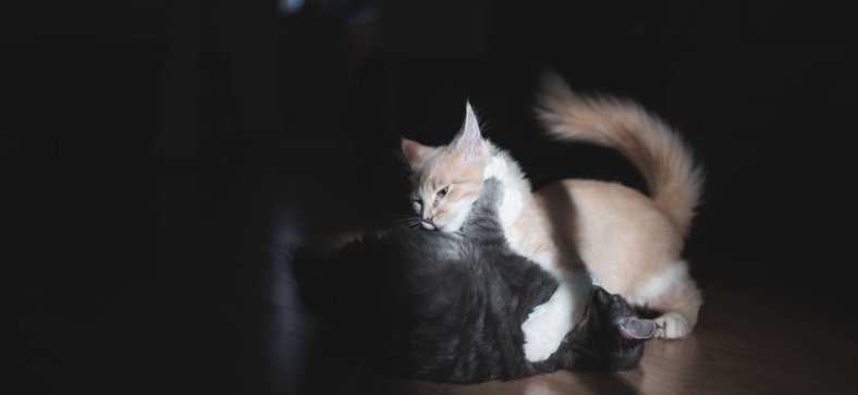 Traveling With a Maine Coon