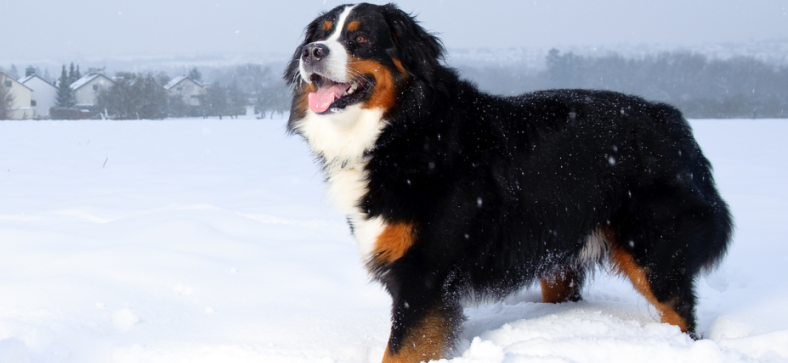 Bernese mountain dog