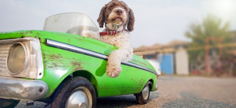 Small Dog Breeds