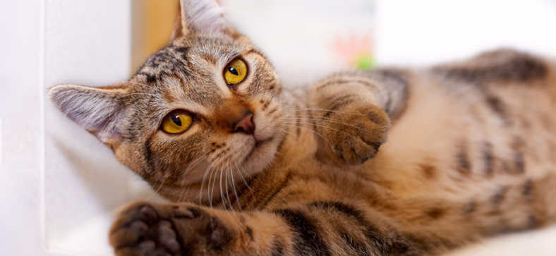 why do cats make biscuits 