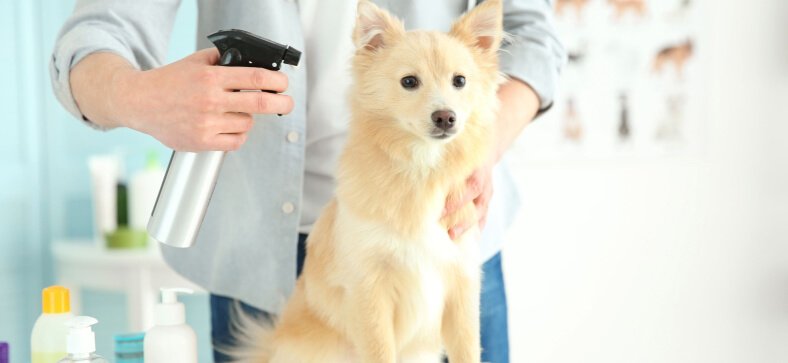 Do vets groom Dogs
