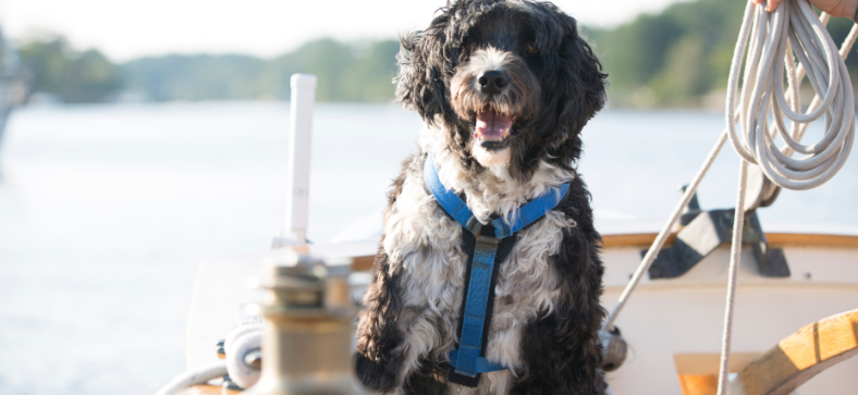 Water Dog 